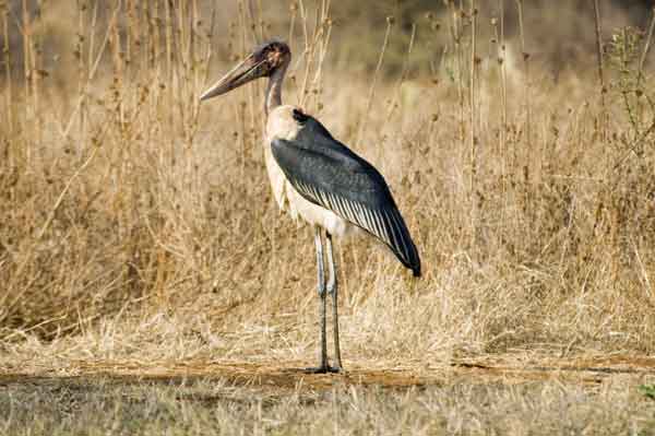 82 - Kenia - Marabu - parque nacional de Amboseli